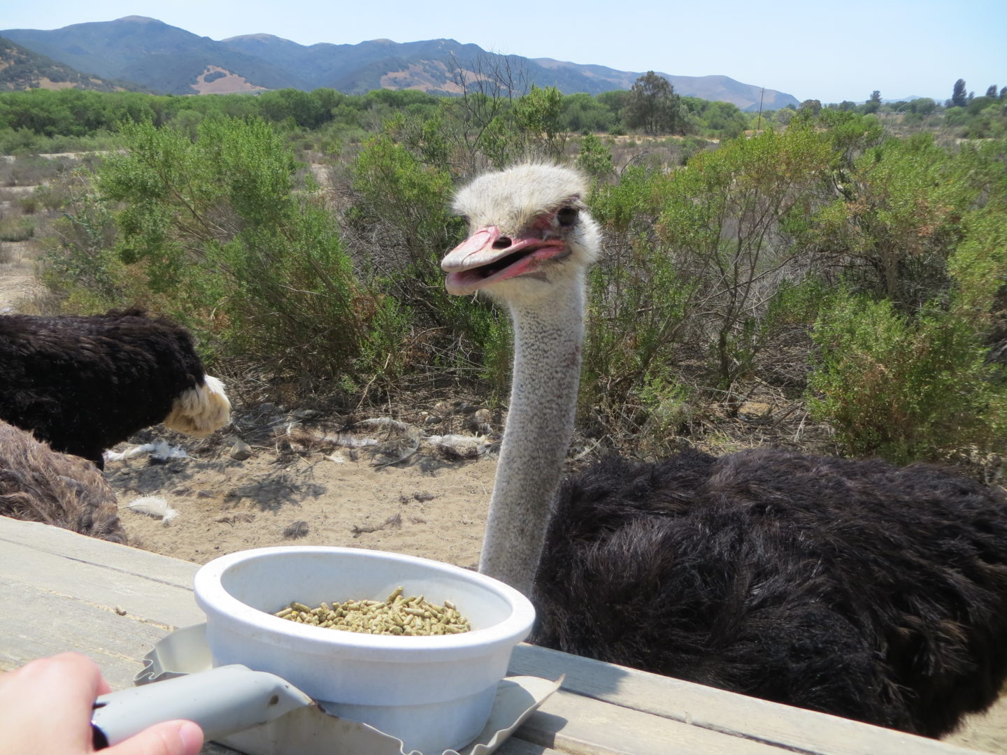 Ostrich & Emu Farm in Solvang - Restless Curiosity